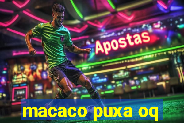 macaco puxa oq